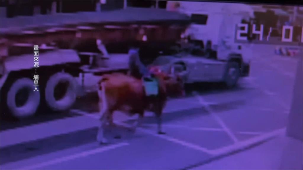 埔里男子悠閒騎黃牛逛大街　警方：妨礙交通可開罰