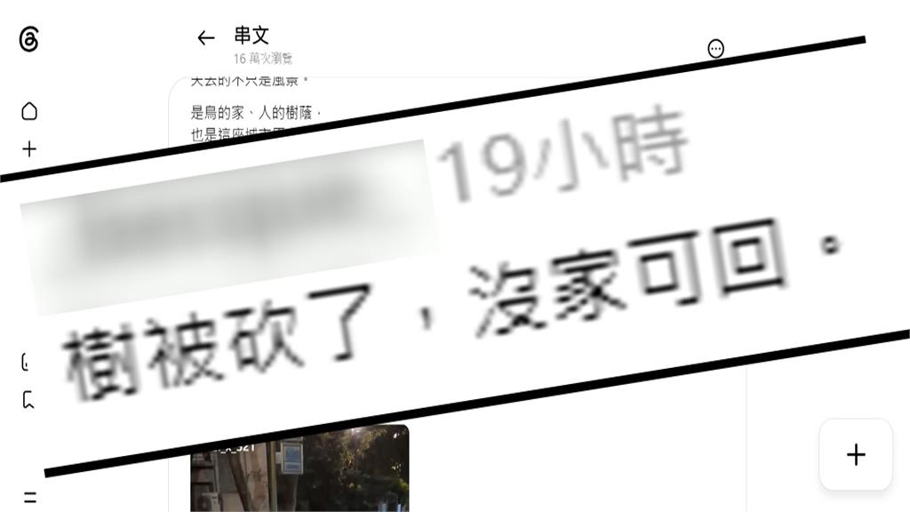 砍樹害的？南港「夜鷺集體出沒」　民視獨家直擊揭謎團
