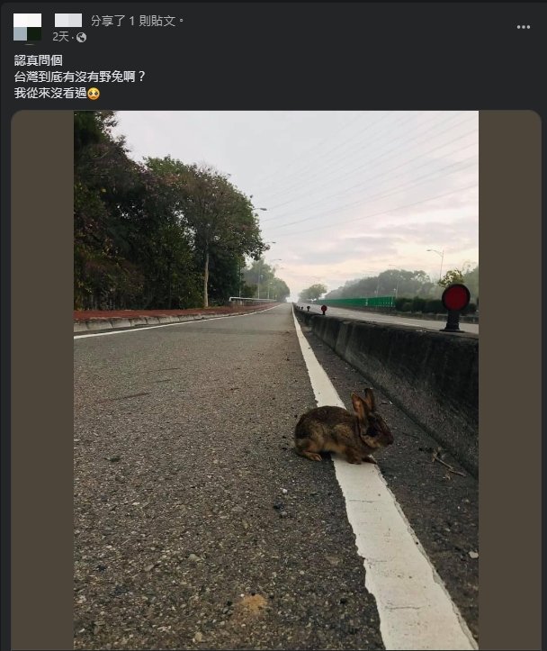 他上班途中驚見灰兔霸占馬路…真面目曝光掀網熱議：台灣也有野生的？