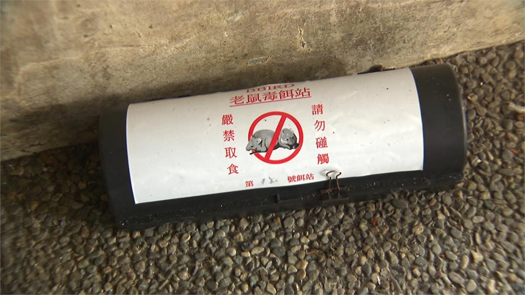 北市鼠亂「亞洲善待動物組織」說話了!主張被網罵爆:郵寄過去