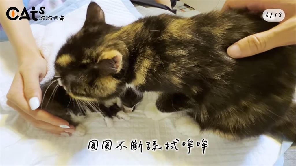 不願接受真相!貓媽咪接連痛失愛子 狂舔孩子遺體試圖喚醒引淚崩