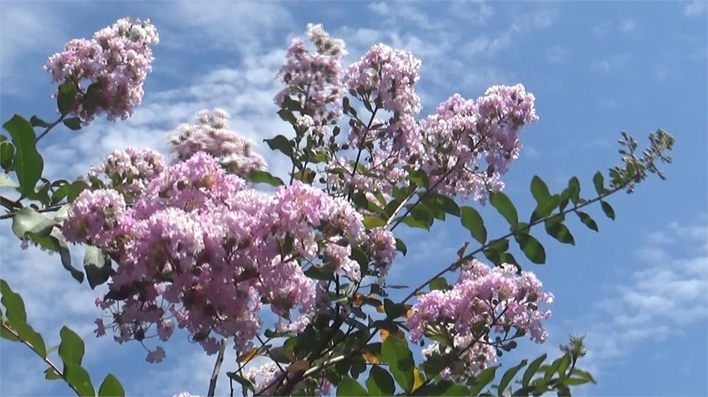 越熱越開花！田尾紫薇大爆發　近２０００株齊綻放超夢幻