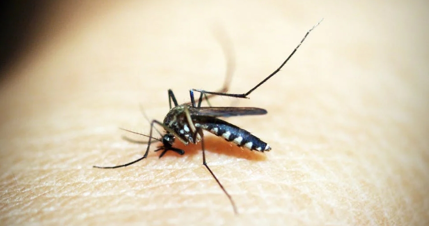 今年夏天蚊子減少...網問：被熱死了？蚊蟲專家曝「2原因」影響！