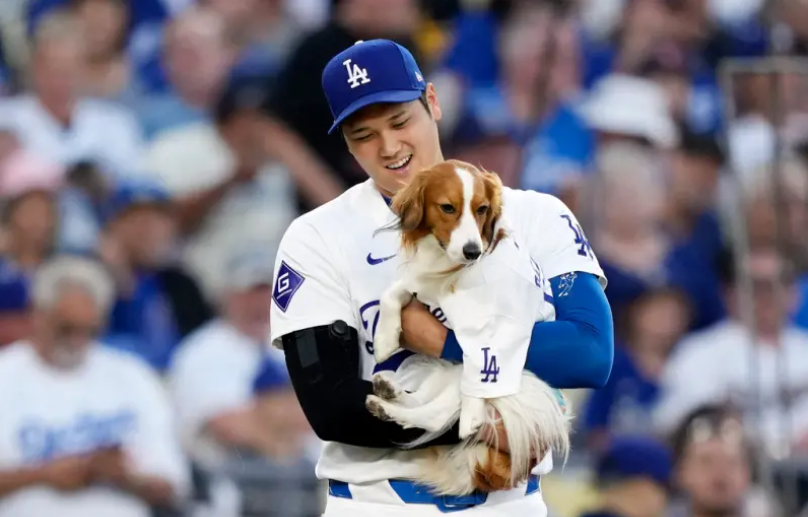 MLB/大谷翔平愛犬Decoy兩歲生日 獲得「這份禮物」可愛模樣融化網友