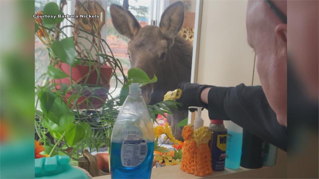 家裡怎麼有野鹿!?竟然是愛犬帶回家「做客」