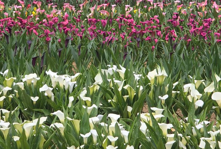 桃園海芋季明登場！//６萬５千多株繽紛海芋美不勝收