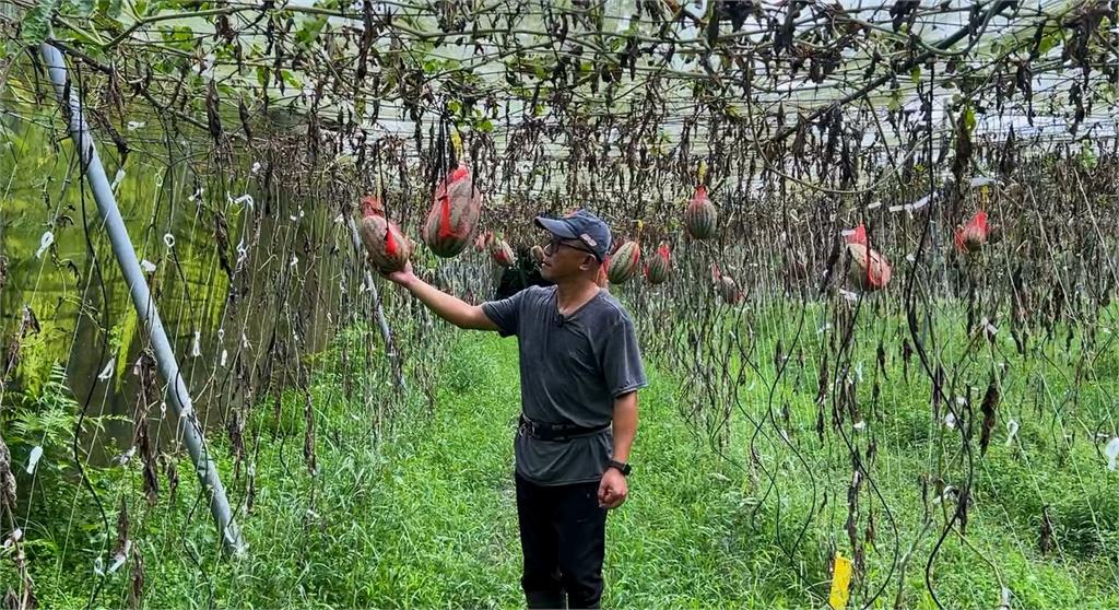 遠離台北都市喧囂!返鄉務農! 前工程師獨創「網式吊瓜」獲好評