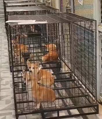 人人犬舍第二批156隻認養擠爆! 可愛萌犬有新家