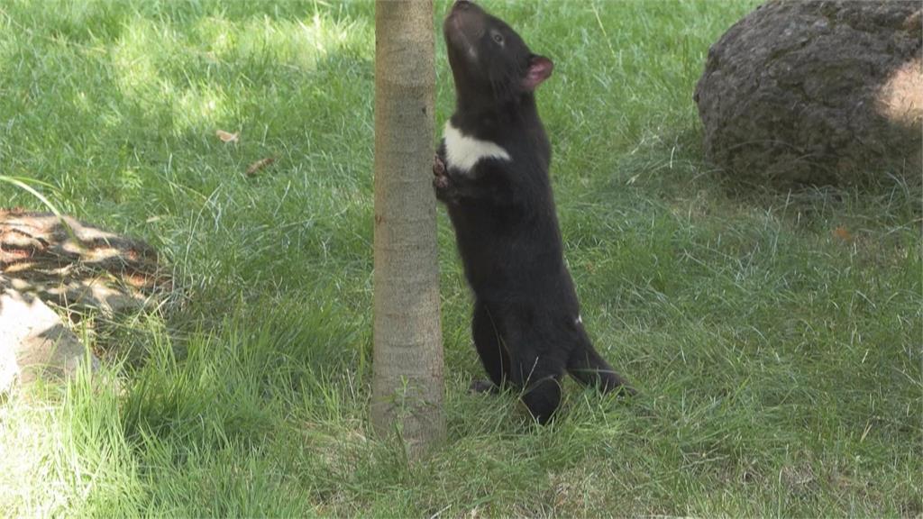 千里迢迢!檢疫完畢送到巴黎 兩隻袋獾成動物園新住戶