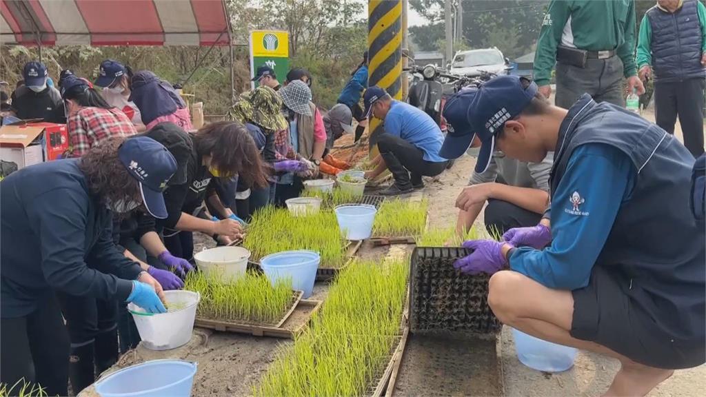 農會推廣「人工單株播植」 重拾農耕之美