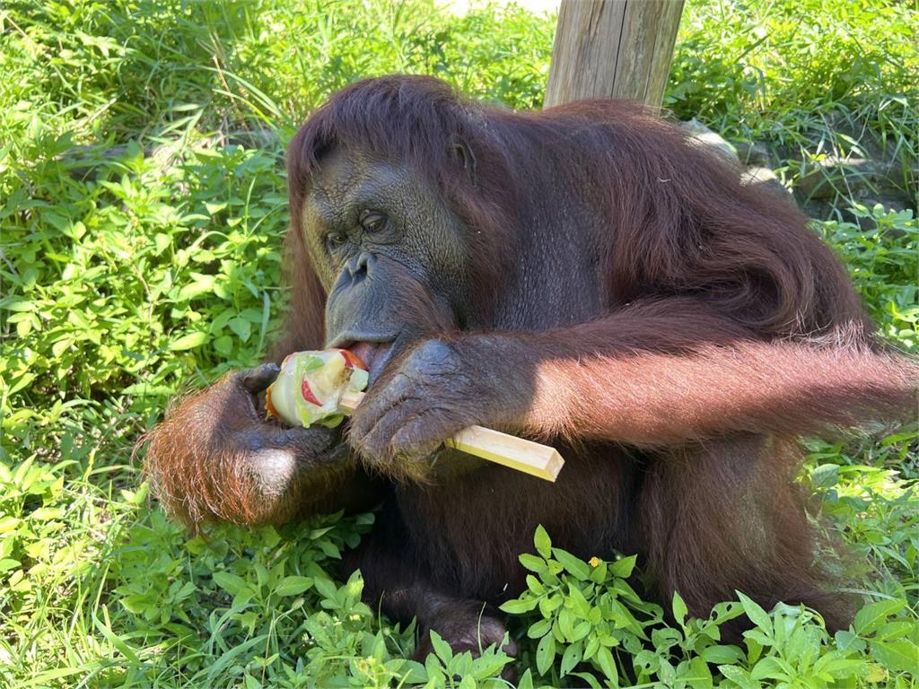 快新聞／曾出演電影！小戴也是牠粉絲　壽山動物園紅毛猩猩「咪咪」離世