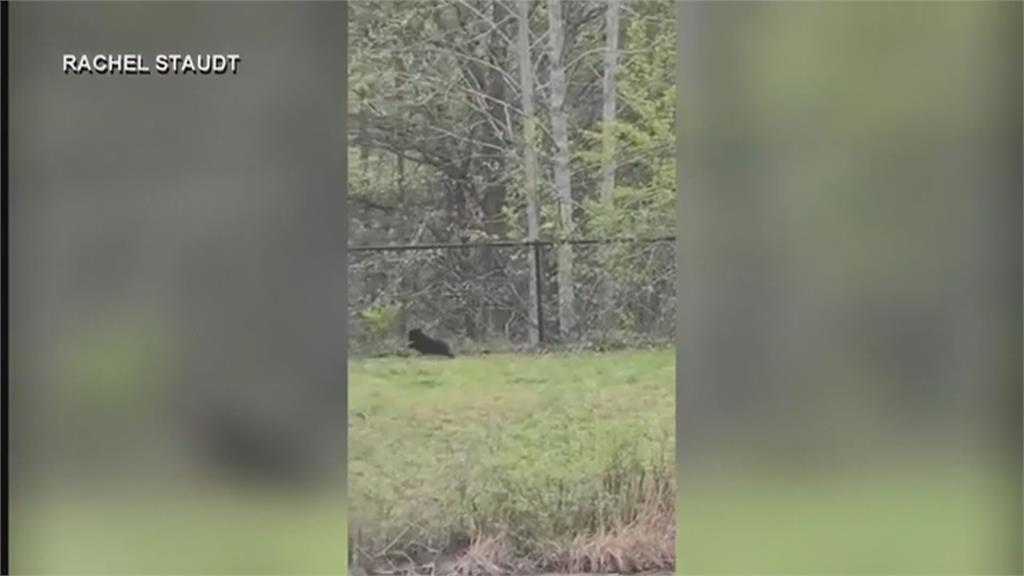 美國6遊客硬把「小熊拉下樹」自拍　小熊嚇壞逃跑仍不放過