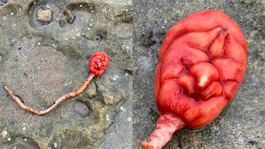 慎入！澳洲沙灘驚見「血紅色球狀生物」掀熱議　網直呼：外星人嗎