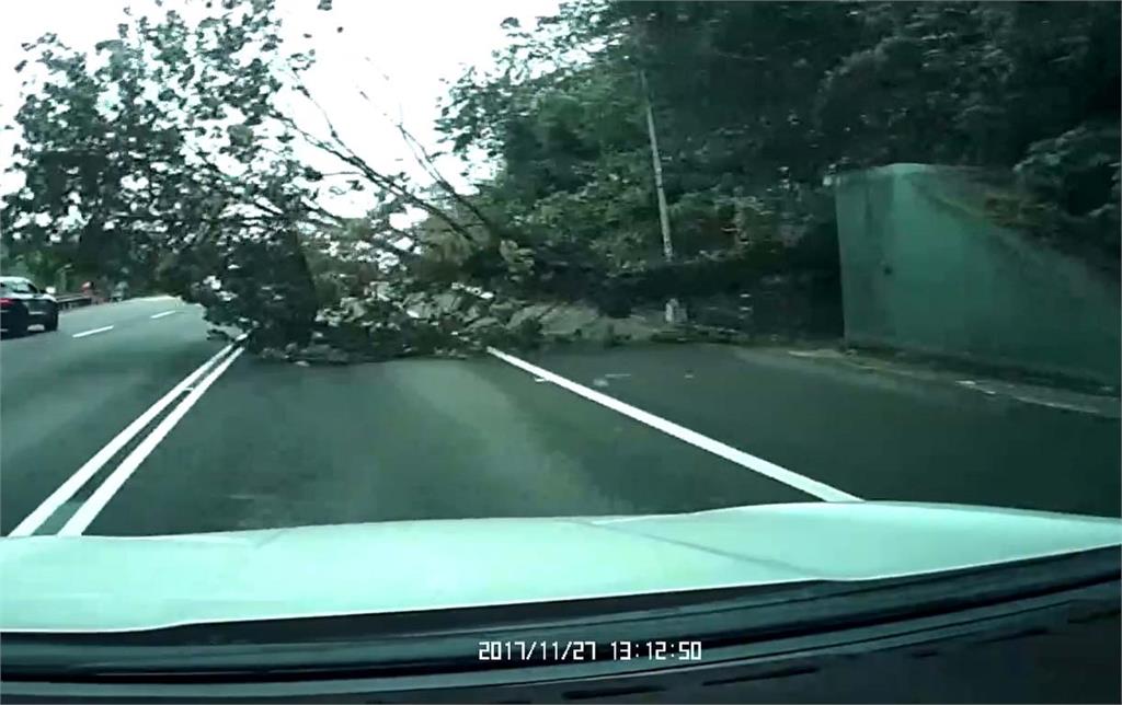 快新聞／邊坡路樹倒塌！　自小客閃不不及撞上擋風玻璃碎裂