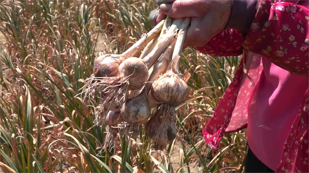 很心酸！蒜頭「結球期」遇蟲害　雲林蒜農收成恐減半