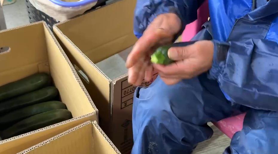 抗颱拚經濟!彰化農民急固果樹 南投櫛瓜農急搶收即刻運出