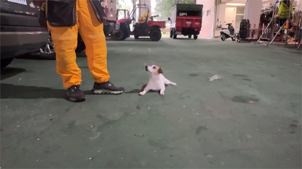 搜救犬Wilson疑遭虐死爭議　妹妹Chubby現身屏東！網喊：好好對待