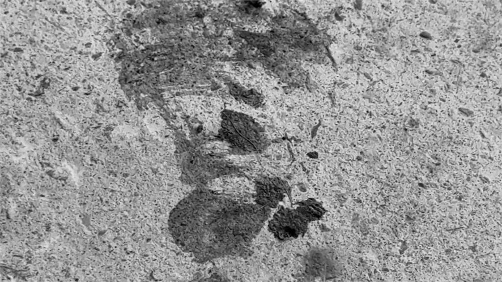海軍下士殺害犬貓傳將遭汰除　部落村長揭私下人品求情