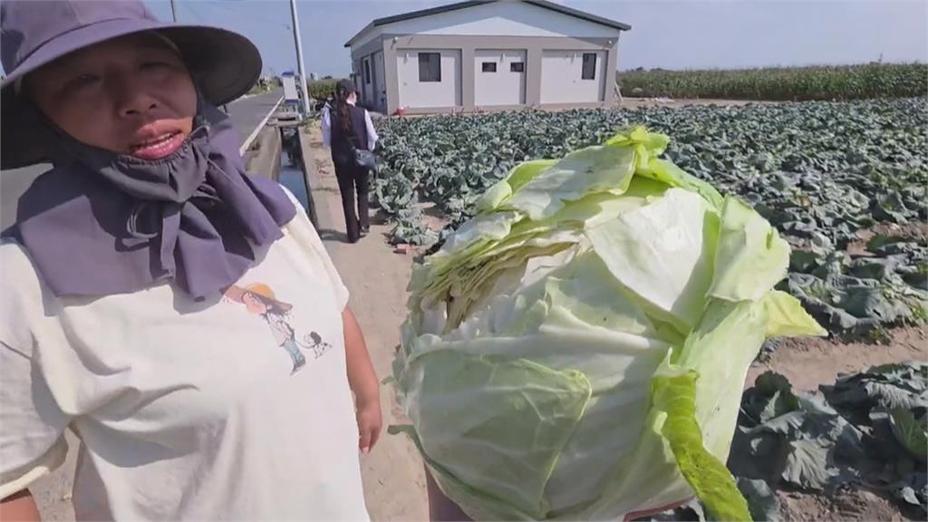 嘉義六腳高麗菜盛產、賣相不佳　菜農自採價10元　民眾搶囤菜