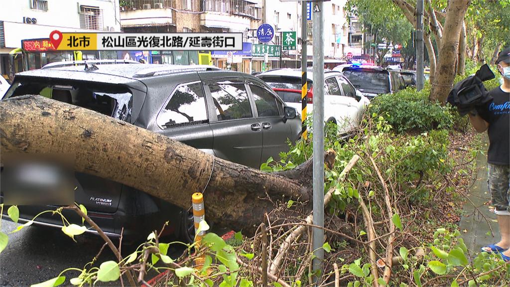 三峽15公尺高路樹倒塌壓7機車　全因「褐根病」惹禍