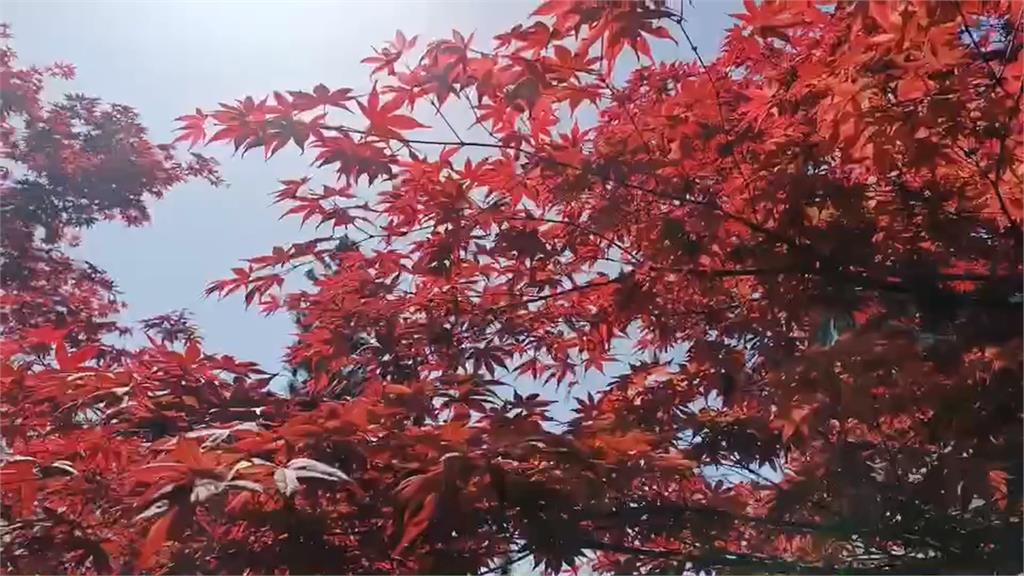 太平山「紫葉槭」轉紅　春天也能賞「秋楓」美景