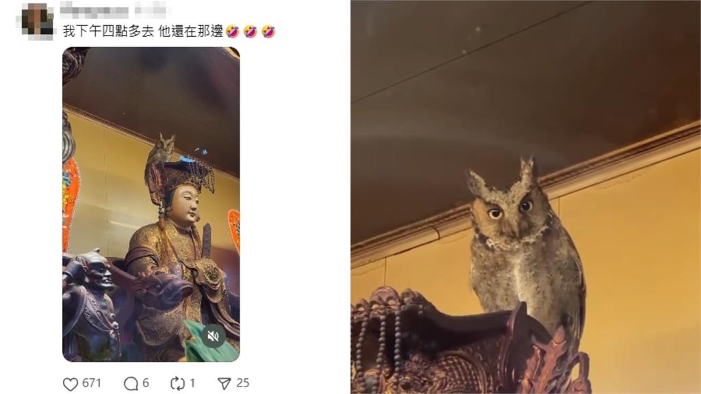 神蹟!貓頭鷹待在媽祖頭上「賴著不走」 南庄獅頭山勸化堂回應了