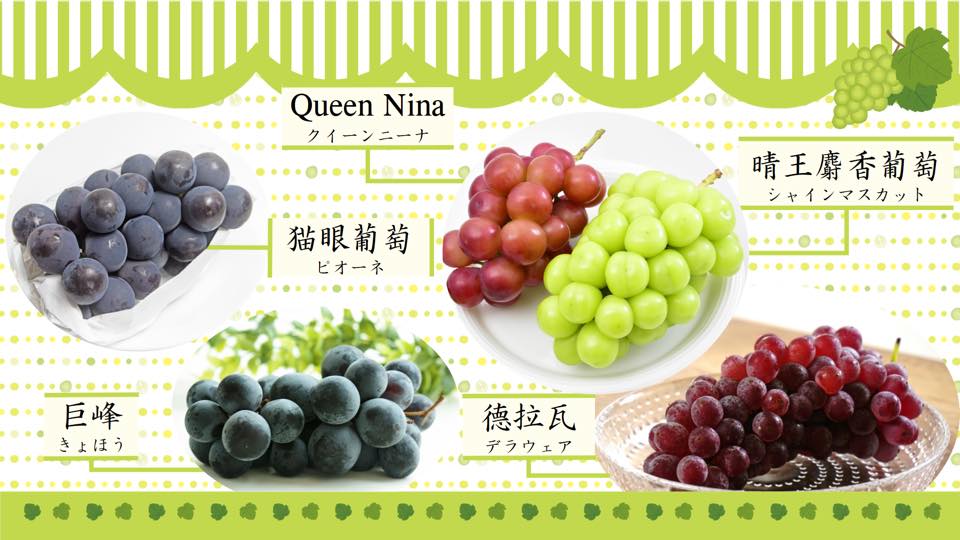 日台交流協會分享「5大人氣葡萄」台灣葡萄市占9成竟是日本品種!