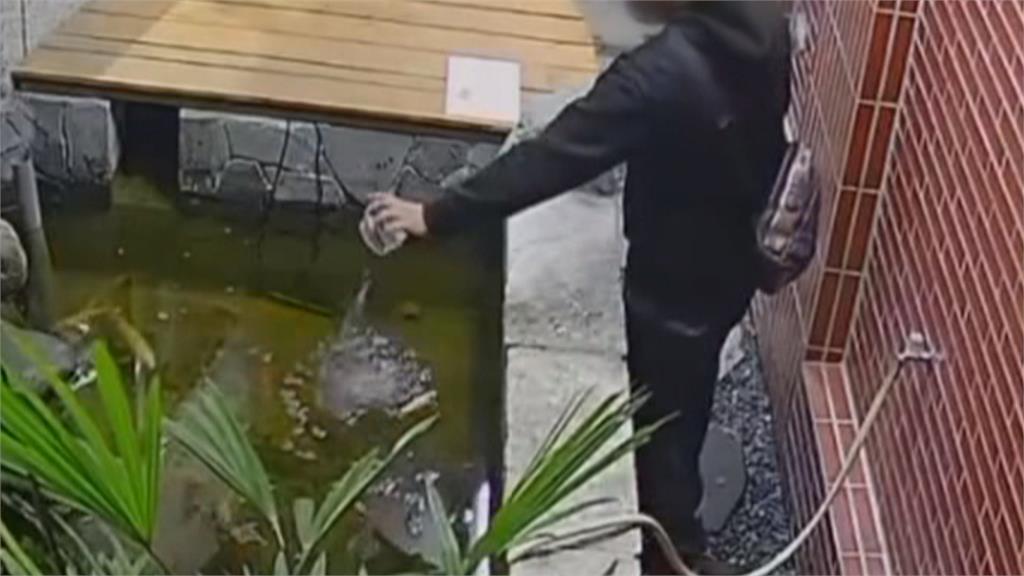 台中金髮男稱心情不好　拿含水晶寶寶芳香劑　倒入錦鯉魚池