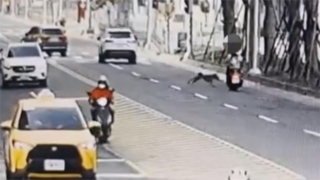 小黃狗「半路衝出」! 撞轎車再撞機車害騎士摔倒受傷