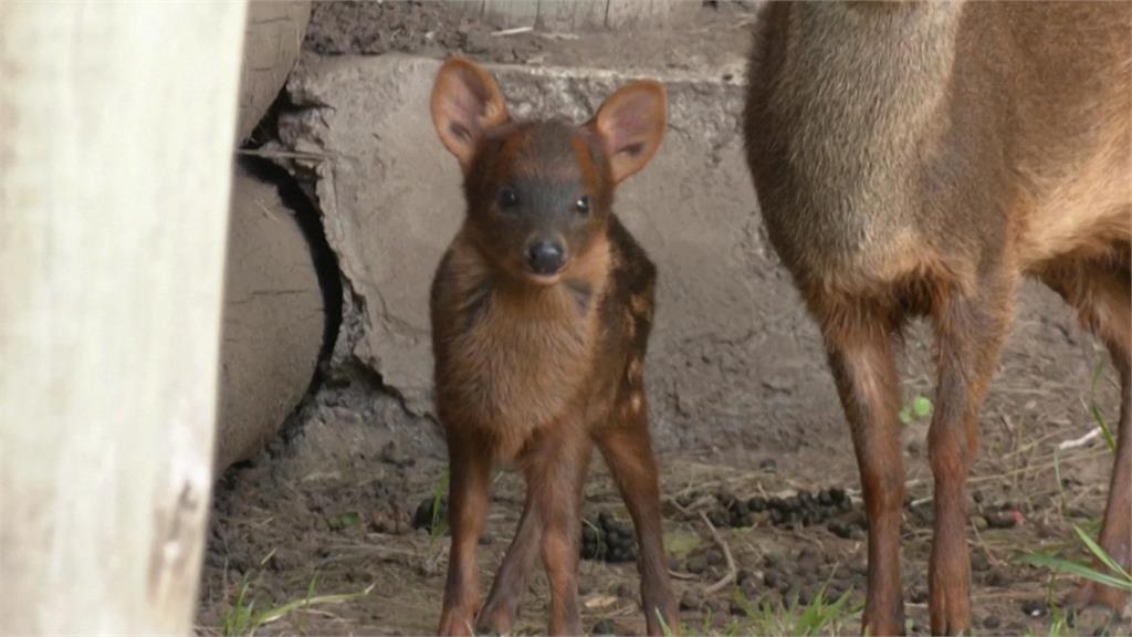 阿根廷動物園誕生罕見「普度鹿」 為世界上最小的鹿之一