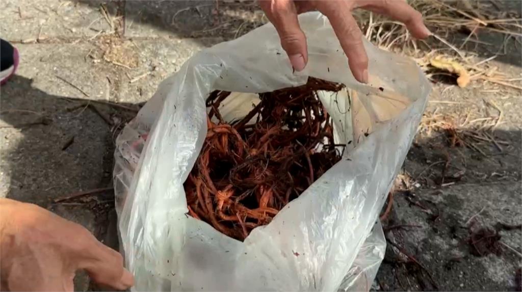頂樓種植栽不修剪 根莖亂竄害整棟樓漏水