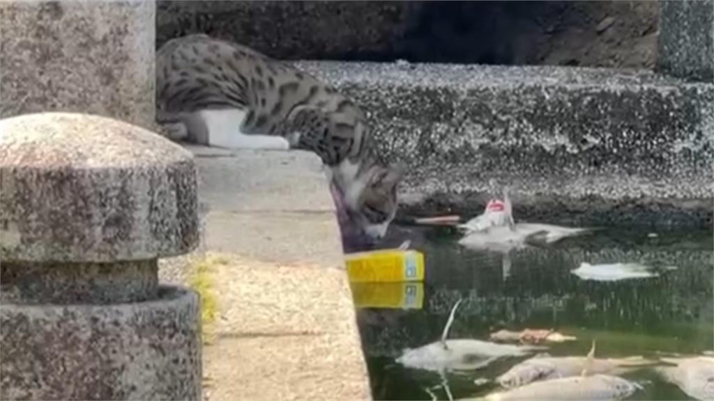 高溫缺氧！羅東水池魚群翻肚暴斃 蒼蠅亂飛、惡臭難聞 居民受不了