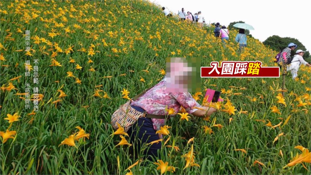 金針花之亂又上演! 步道人擠到爆口角、花海遭遊客踩爛