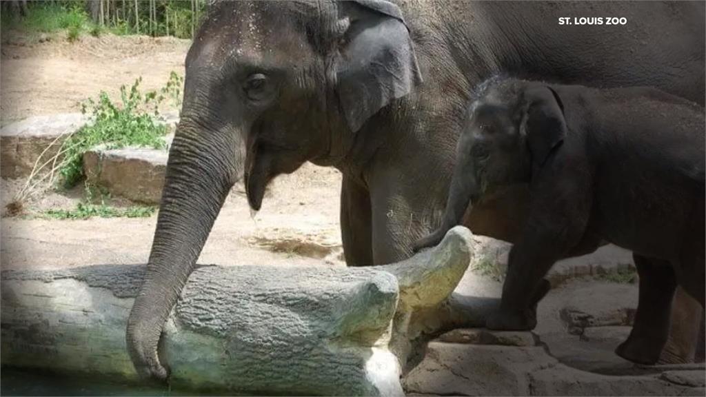 小狗闖入大象園區　1亞洲象被嚇到心臟病發亡