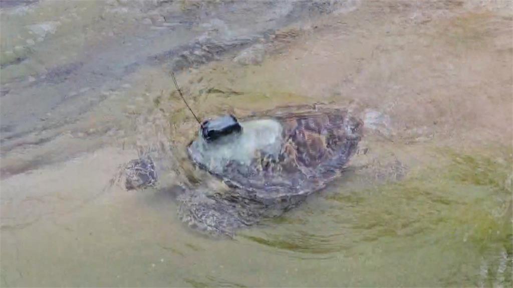 野柳「龜太郎」重返大海　曾被漁網纏繞、救治3月後野放