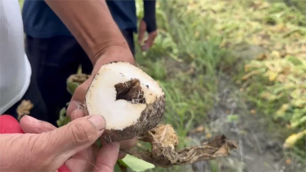 蘿蔔田泡水　彰化埔鹽鄉「拔蘿蔔同樂會」急喊卡