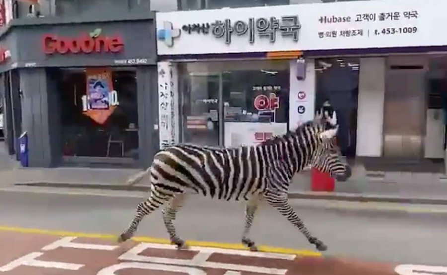  南韓首爾大街驚見「狂奔斑馬」！瘋竄3小時網看傻：斑馬壓馬路