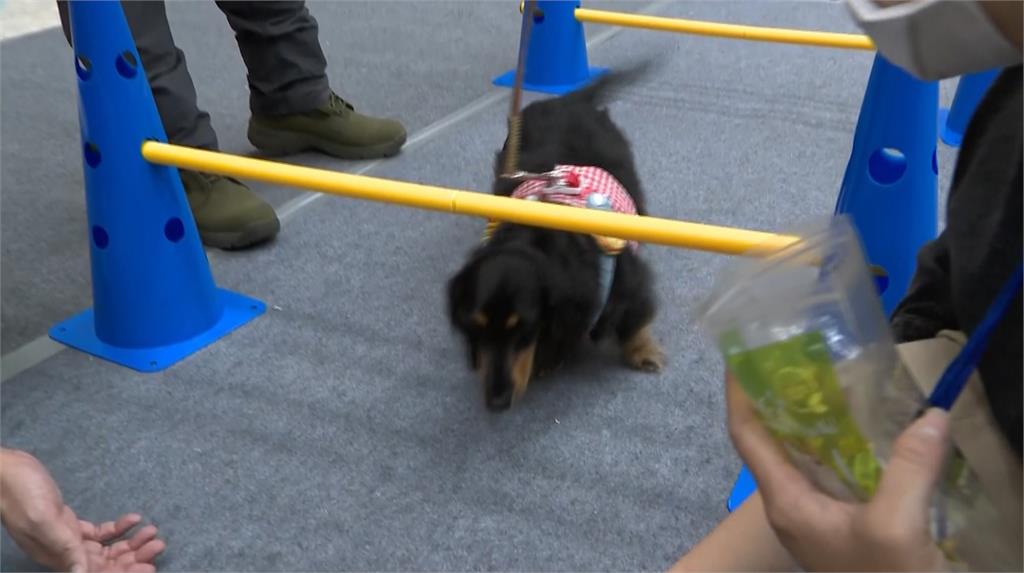 高雄「毛孩嗷運會」最終場 犬力衝刺障礙賽場面逗趣