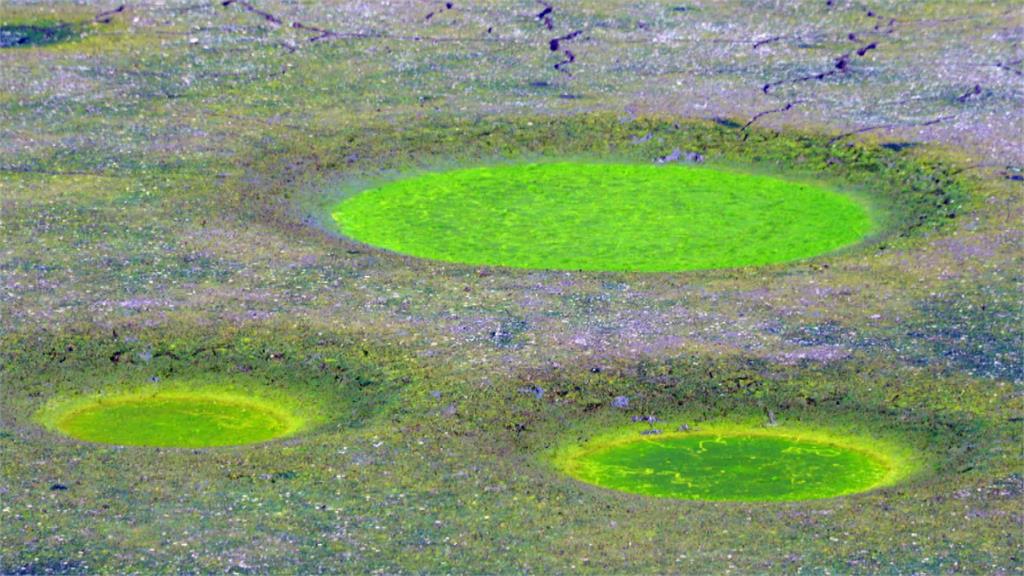 台南將軍區漁港有「藍眼淚」 學甲區乾涸魚塭長出「綠眼睛」?