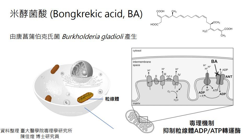快新聞/「米酵菌酸」癱瘓全身細胞! 台大醫:致死率30%至100%