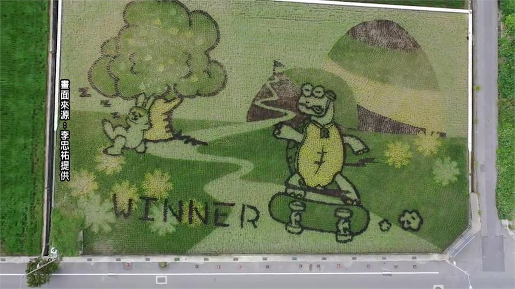觀光亮點！苗栗苑裡彩繪稻田　KUSO版龜兔賽跑「滑板龜贏過睡兔」
