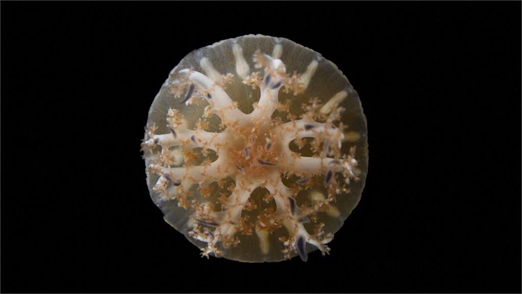 水母無大腦也具備睡眠行為　學者：如人類每天睡眠8小時