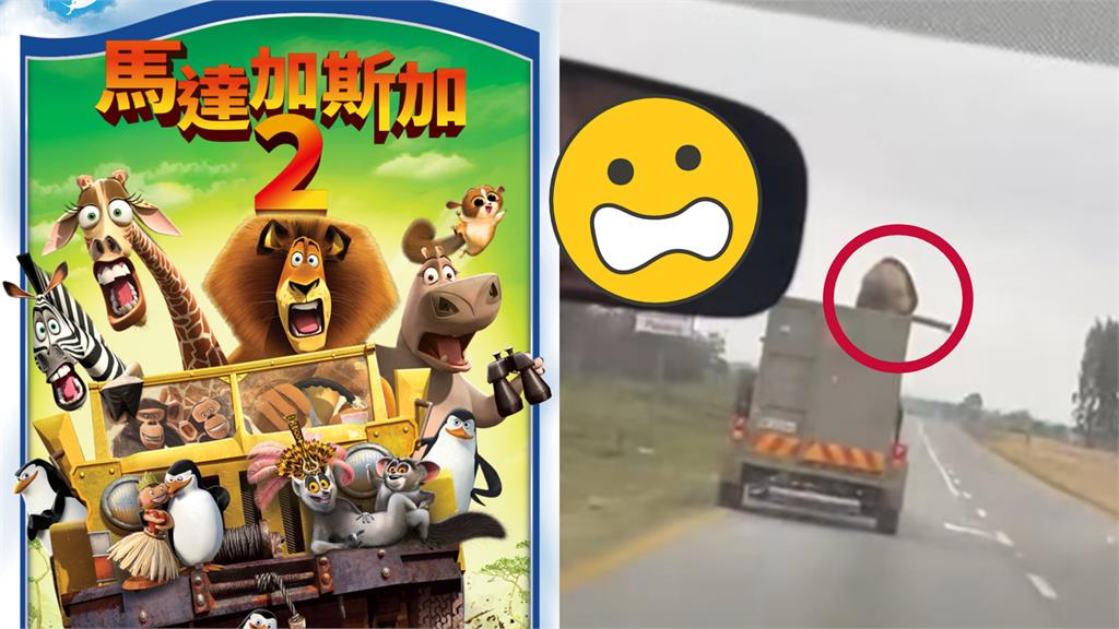 公路驚見巨獅脫籠「猛躍2.5公尺」跳車逃! 後車駕駛遭「凶獸回頭瞪」嚇壞
