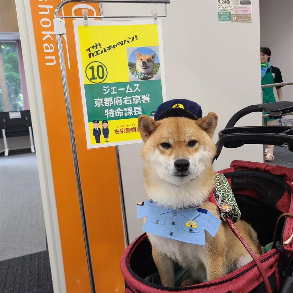 4歲柴柴命運大變身!「遭棄養」→「一日警犬」值勤影片萌翻全網