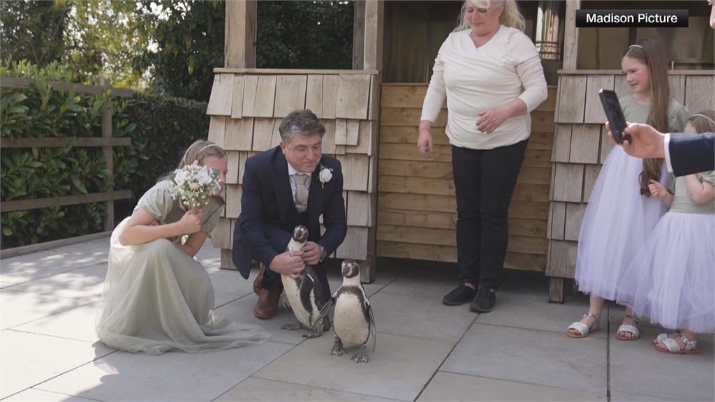 英國婚禮新郎策劃特別嘉賓　新娘最愛動物「企鵝」當花童