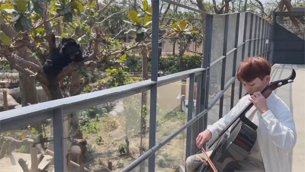 萌翻了!壽山「水豚三寶」人氣旺 限定見面會民眾搶拍