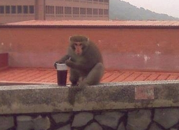 中山大學獼猴又進化了？屋頂「插吸管喝飲料」網看呆：自己叫外送？