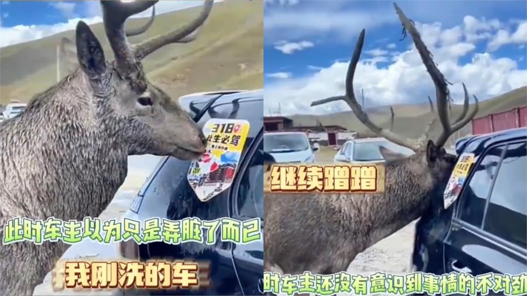 甜蜜的負擔!男子自駕遇「巨角麋鹿」 牠1舉動讓全場傻眼 男子自駕遇超霸氣「巨角麋鹿」!牠1舉動讓車主無言了:我剛洗的車…