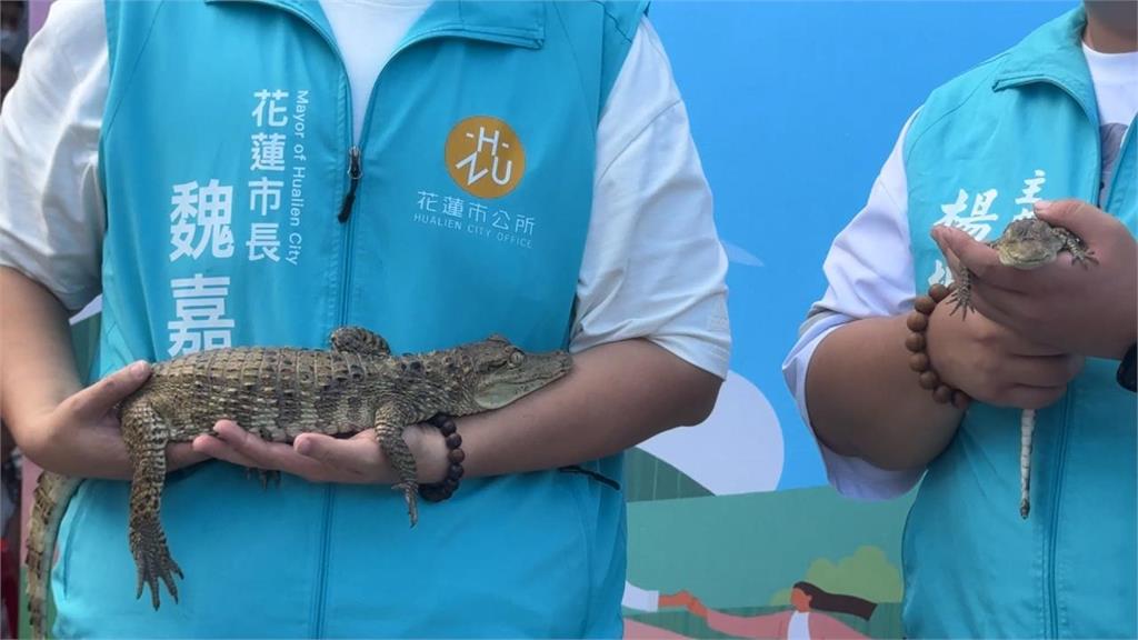 鱷魚系YouTuber沙西米出沒花蓮！　親子近距離觀察鱷魚