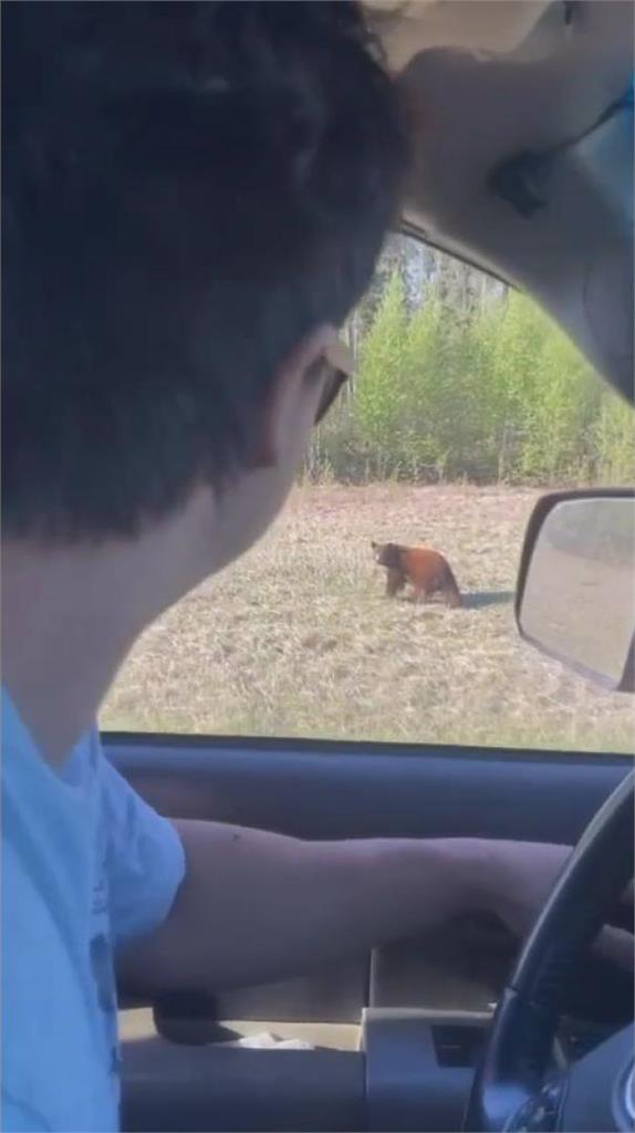 不忍了!白目男裝猩猩嚇跑野生熊 第三次反被追網嗆:被達爾文剛好